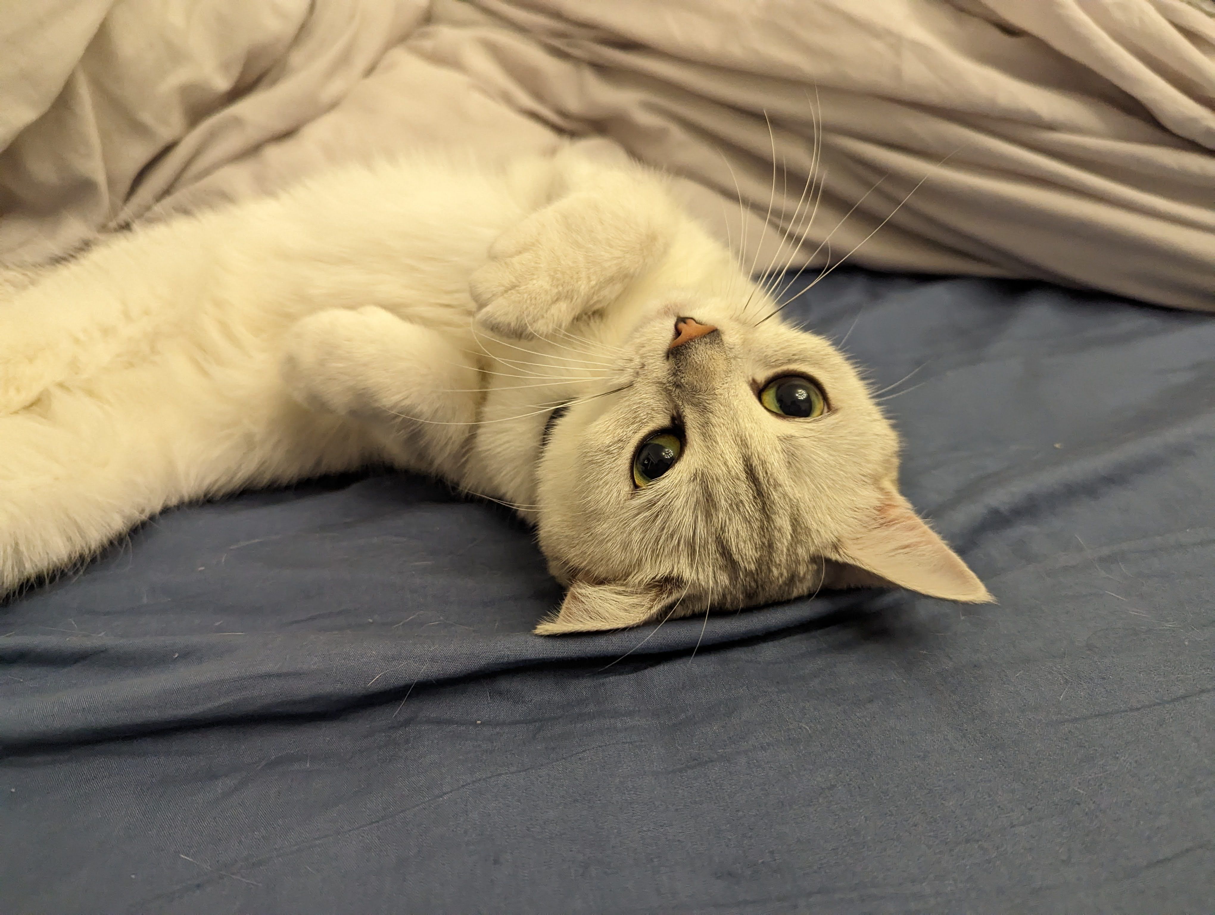 Image of my cat, lying on my bed looking at the camera with her adorable eyes